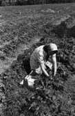 Jordgubbsplockare,  20 augusti 1965

En bild på en kvinna som plockar jordgubbar på jordgubbsfältet en solig dag. Hon bär en kortärmad sommarklänning samt har en sjalett på huvudet. Vid sidan om henne står en korg innehållande kartonger att lägga jordgubbar på.