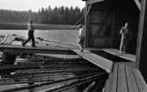 Hasselfors bruk 19 augusti 1965

En kvinna och två män arbetar med att flotta timmer på Hasselfors bruk.