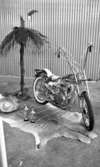 Hot rod, 7 januari 1966

På bilden syns en motorcykel som står på ett djurskinn. En exotisk miljö har byggts upp kring motorcykeln med en palm med en kokosnöt samt en sombrero liggande till vänster.