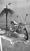 Hot rod, 7 januari 1966

På bilden syns en motorcykel som står på ett djurskinn. En exotisk miljö har byggts upp kring motorcykeln med en palm med en kokosnöt samt en sombrero liggande till vänster.