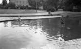 Lekplatserna tråkiga 7 juli 1965

Tre barn leker i en vattendamm. En vuxen kvinna är med på bild.

Leksaksbåt flyter på vattnet.