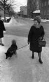 Få rastplatser 14 januari 1966

Dam med handväska och hund i koppel, i vintrig gatumiljö