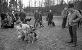 Hunddressyr kurs 22 april 1965