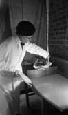 Från gris till skinka. Slakthuset 11 februari 1965.

Man som arbetar med livsmedelstillverkning.