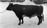 Diabetiker, 155 Ogestad, Fick Guldur 5 februari 1966

En tjur med nosring står på snötäckt mark. Från nosringen löper en kedja med ett rep i änden. Någon håller fast i repet. Vederbörande står utanför bilden.