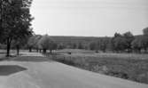 Lekhyttan 21 juni 1966

En vy över ett landskap i Lekeberg. Kor går och betar i en hage i bakgrunden. I förgrunden syns en gata. Träd syns även på bilden.