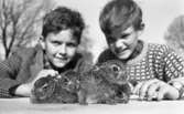 Mosåsflicka, Brandkårsuppvisning, Harar, Transportkillar 27 maj 1967

Närbild på två unga pojkar som gosar med fyra små harar. Pojken till vänster är klädd i kavaj och skjorta och pojken till höger är klädd i tröja och skjorta.