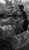 Kräftor- Karlslundsgård 5 aug. 1967

En liten pojke med bar överkropp och klädd i mörka byxor  håller i en pinne i sin vänstra hand varifrån det hänger tinor för kräftfiske. I sin högra hand håller han en ficklampa. Han står vid vattnet nära Karlslunds herrgård.
