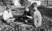 Knuttarna har bil 24 juli 1967

Tre tonårspojkar sitter och spelar kort i gröngräset utomhus. En av pojkarna är klädd i vit skjorta och byxor och de andra två pojkarna är klädda i mörka tröjor och byxor. I bakgrunden syns en byggnad samt en bil.