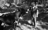 oläslig rubrik, 22 maj 1967
bonde och ko i hage