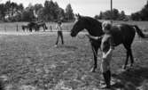 Hästar, Windahls, Krocket, Studentbostäder 11 juli 1967