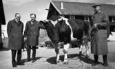 Vårbruket, såg sin brorsa efter 60 år, ... förening 27 april 1967.