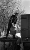 Mjölkrep 9 februari 1967

En man står på en pall och är i färd med att lyfta en mjölkflaska upp på ett lastbilsflak. Han är klädd i mörk skjorta, mörk väst, mörka byxor, mörka strumpor och mörka skor.