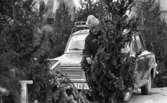 Gymnasister, Mellringe jul 21 dec 1967

Man med pälsmössa ser ut en gran. Bakom honom står en bil med tackräck.