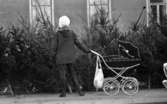 Gymnasister, Mellringe jul 21 dec 1967

Kvinna med barnvagn tittar på granar vid ett hus.