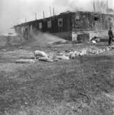 Svin innebrända i Hackvad.
7 april 1960