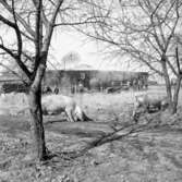 Svin innebrända i Hackvad.
7 april 1960