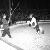Cirkus i stan.
Bildsidan.
21 maj 1955
