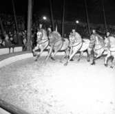 Cirkus i stan.
Bildsidan.
21 maj 1955