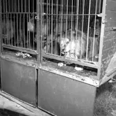 Cirkus i stan.
Bildsidan.
21 maj 1955