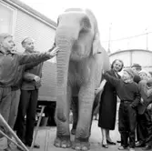 Cirkus i stan.
Bildsidan.
21 maj 1955