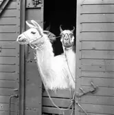 Cirkus i stan.
Bildsidan.
21 maj 1955