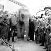 Cirkus i stan.
Bildsidan.
21 maj 1955