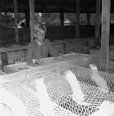 Minkfarm i Mosås.
12 juli 1955.