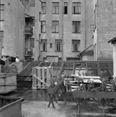 Arbetande skolungdomar.
17 juli 1955.