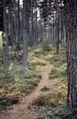 Skogsstig i Karlslundsskogen