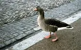 Gås i Slottsparken