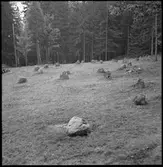 Domarring  Vårvik  Trollhättan