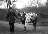En man med en ko.
