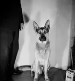 Rumsinteriör, en hund och en man.
Kemal