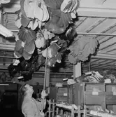 Oscaria Skofabrik, interiör, skotillverkning, en man.
Bilden tagen för broschyr.