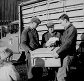 Stubbetorps Kontrollhönseri, lastbil och fyra personer.
Byggnad.