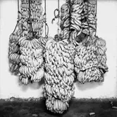 Bananer.
Banan Kompaniet.