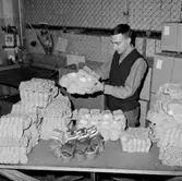 Oscaria Skofabrik, interiör av lagret, en man.
Bilden tagen för personaltidskriften Sko Bandet.