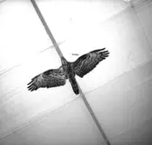 Gävleutställningen, interiör, en uppstoppad fågel.