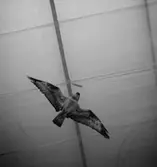 Gävleutställningen, interiör, en uppstoppad fågel (fiskgjuse).