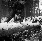 Skogsbruk, trädfällning, en man med motorsåg.
Gustafsson & Gortz (beställare ?).