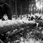 Skogsbruk, trädfällning, en man med motorsåg.
Gustafsson & Gortz (beställare ?).