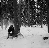Skogsbruk, trädfällning, en man med motorsåg.
Gustafsson & Gortz (beställare ?).