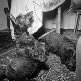 Rumsinteriör, en hund (tillhör familjen Beerwald).Oscaria (beställare ?).