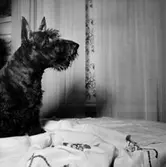 Rumsinteriör, en hund (tillhör familjen Beerwald).Oscaria (beställare ?).