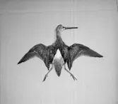 En uppstoppad fågel, beckasinsnäppa.