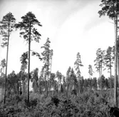 Skogsområde.
Grimstens Häradsallmänning.