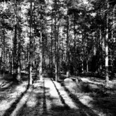 Skogsområde.
Grimstens Häradsallmänning.