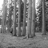 Skogsområde.
Grimstens Häradsallmänning.