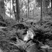 Skogsområde.
Grimstens Häradsallmänning.